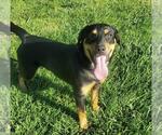 Small #1 Rottweiler Mix