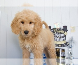 Goldendoodle Puppy for sale in MOUNT VERNON, OH, USA