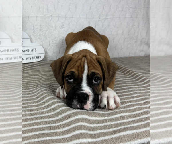 Medium Photo #3 Boxer Puppy For Sale in GREENFIELD, IN, USA