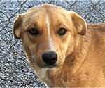 Small #3 Mutt