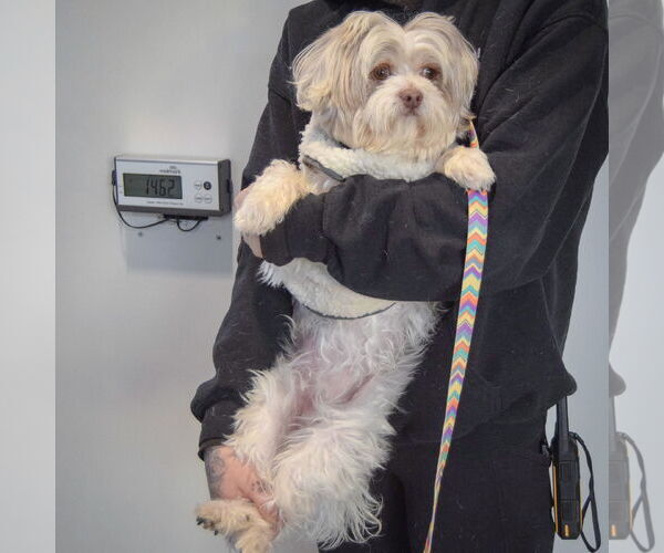 Medium Photo #5 Shih Tzu Puppy For Sale in Huntley, IL, USA