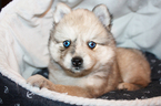 Puppy 3 Alaskan Klee Kai-Pomeranian Mix