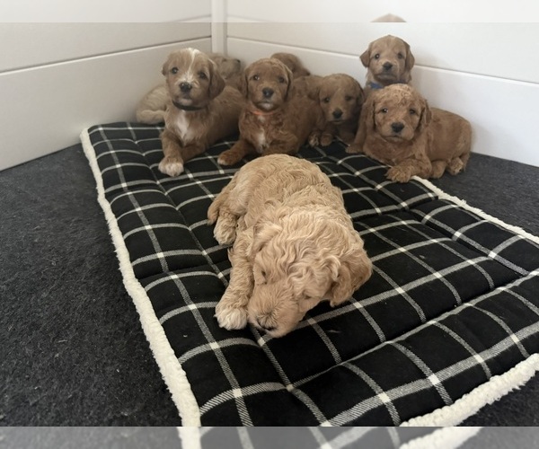 Medium Photo #12 Goldendoodle (Miniature) Puppy For Sale in NEWPORT, MN, USA