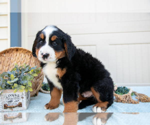 Medium Photo #25 Bernese Mountain Dog Puppy For Sale in BIRD IN HAND, PA, USA