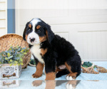 Small Photo #25 Bernese Mountain Dog Puppy For Sale in BIRD IN HAND, PA, USA