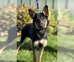 German Shepherd Dog Dogs for adoption in Batavia, NY, USA