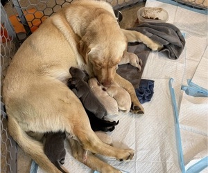 Mother of the Labrador Retriever puppies born on 04/19/2026