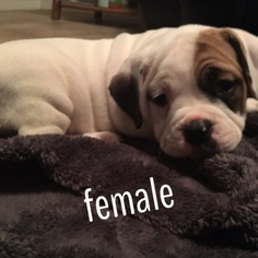 Olde English Bulldogge Puppy for sale in GATES, NY, USA