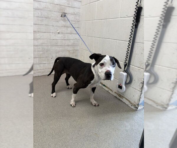 Medium Photo #1 American Pit Bull Terrier Puppy For Sale in San Bernardino, CA, USA