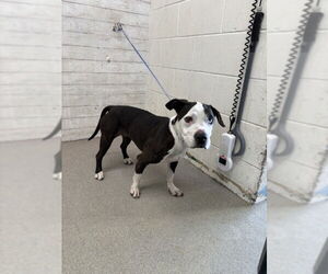 Medium American Pit Bull Terrier