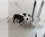 Small American Pit Bull Terrier