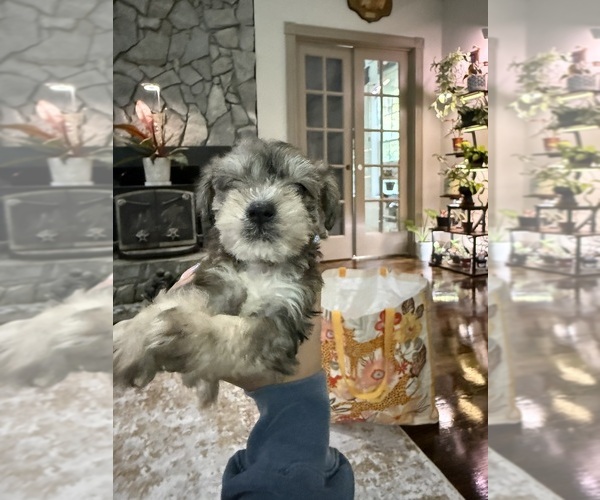 Medium Photo #8 Schnoodle (Miniature) Puppy For Sale in DINWIDDIE, VA, USA