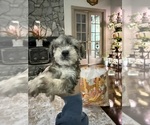 Small #2 Schnoodle (Miniature)