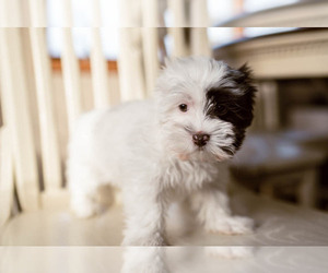 Havanese Puppy for sale in YANKTON, SD, USA