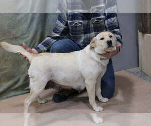 Father of the Labrador Retriever puppies born on 04/12/2025