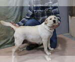 Small Photo #1 Labrador Retriever Puppy For Sale in STANLEY, NY, USA