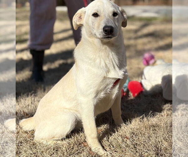 Medium Photo #2 Labrador Retriever-Unknown Mix Puppy For Sale in Yardley, PA, USA