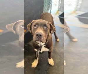 Labrador Retriever-Unknown Mix Dogs for adoption in Rowlett, TX, USA