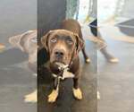 Small Labrador Retriever Mix
