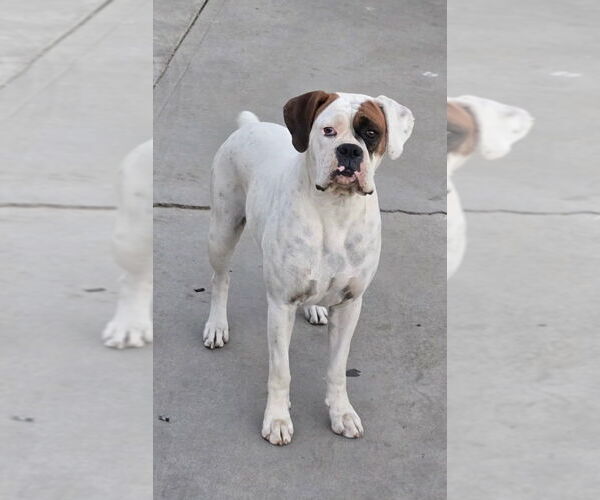 Medium Photo #1 Boxer Puppy For Sale in Dana Point, CA, USA