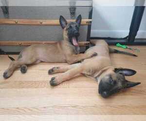 Belgian Malinois Puppy for sale in N BETHESDA, MD, USA