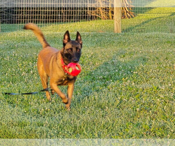 Medium Photo #5 Mutt Puppy For Sale in Stevens Point, WI, USA