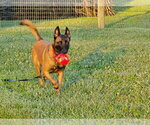 Small #4 Mutt