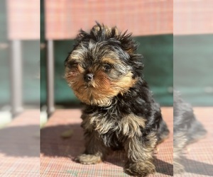 Yorkshire Terrier Puppy for sale in CORAL SPRINGS, FL, USA