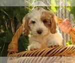 Puppy 4 Australian Labradoodle
