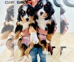 Small Photo #3 Bernese Mountain Dog Puppy For Sale in VISALIA, CA, USA