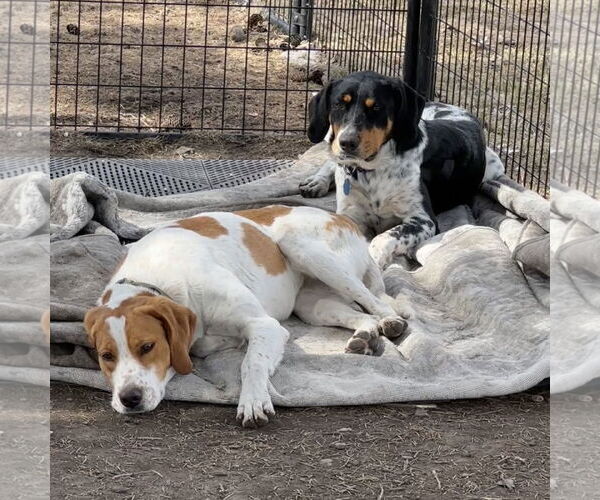 Medium Photo #7 Pointer-Unknown Mix Puppy For Sale in Crystal, MN, USA