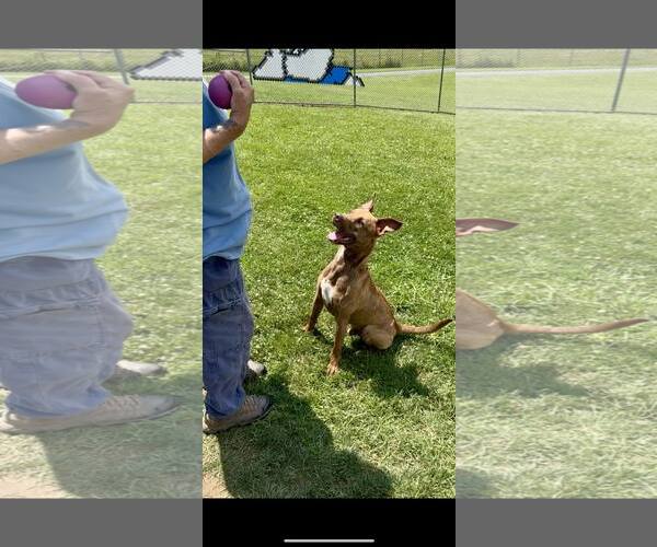 Medium Photo #4 American Pit Bull Terrier-Unknown Mix Puppy For Sale in Rootstown, OH, USA