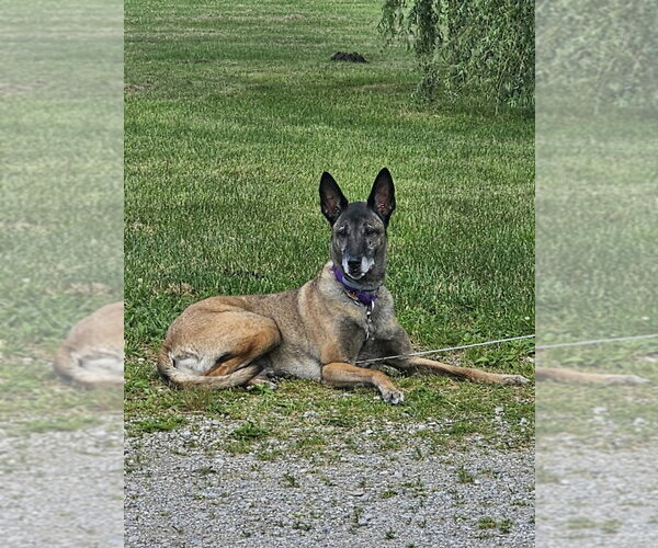 Medium Photo #1 Mutt Puppy For Sale in Stevens Point, WI, USA