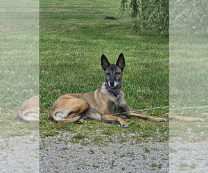 Mutt Dogs for adoption in Stevens Point, WI, USA