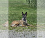 Tilly Female, SC. - Female Mutt Dog for Adoption - Small photo
