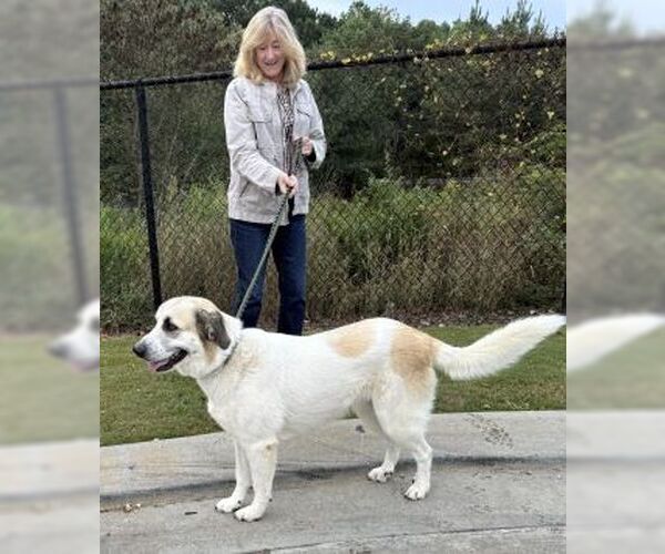 Medium Photo #4 Golden Pyrenees Puppy For Sale in Mt. Laurel, NJ, USA