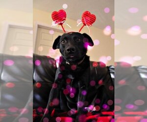 Labrador Retriever-Unknown Mix Dogs for adoption in DuQuoin, IL, USA