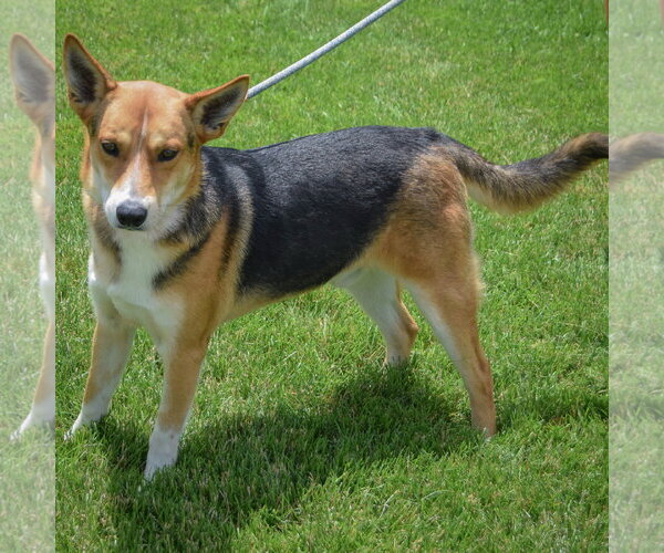 Medium Photo #3 Carolina Dog-German Shepherd Dog Mix Puppy For Sale in Huntley, IL, USA