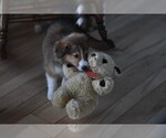 Small Photo #3 English Shepherd Puppy For Sale in PARIS, MI, USA