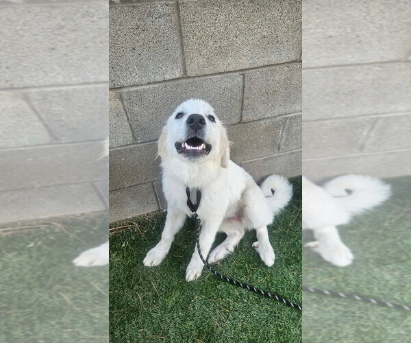Medium Photo #3 Great Pyrenees Puppy For Sale in Lakewood, CO, USA