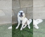 Small #2 Great Pyrenees