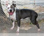 Small American Pit Bull Terrier