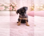 Puppy Tiana French Bulldog
