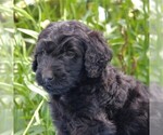 Small Photo #4 Goldendoodle-Poodle (Standard) Mix Puppy For Sale in NARVON, PA, USA