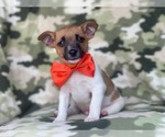 Small Photo #11 Jack-Rat Terrier Puppy For Sale in LAKELAND, FL, USA