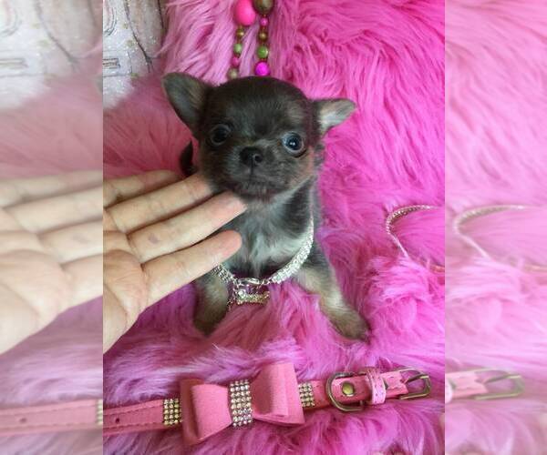 Medium Photo #2 Chihuahua Puppy For Sale in TRACY, CA, USA