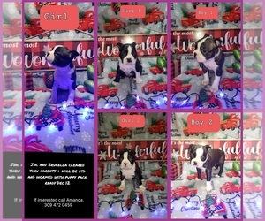 Boston Terrier Puppy for sale in EAST PEORIA, IL, USA
