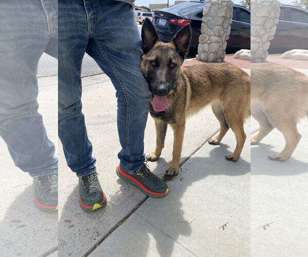 Medium Photo #5 Mutt Puppy For Sale in Newport Beach, CA, USA