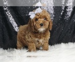 Small #3 Poodle (Toy)