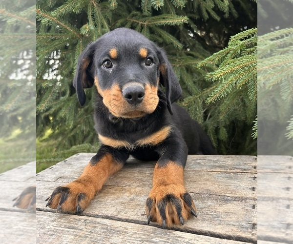 Medium Photo #3 Rottweiler Puppy For Sale in MIDDLEBURY, IN, USA